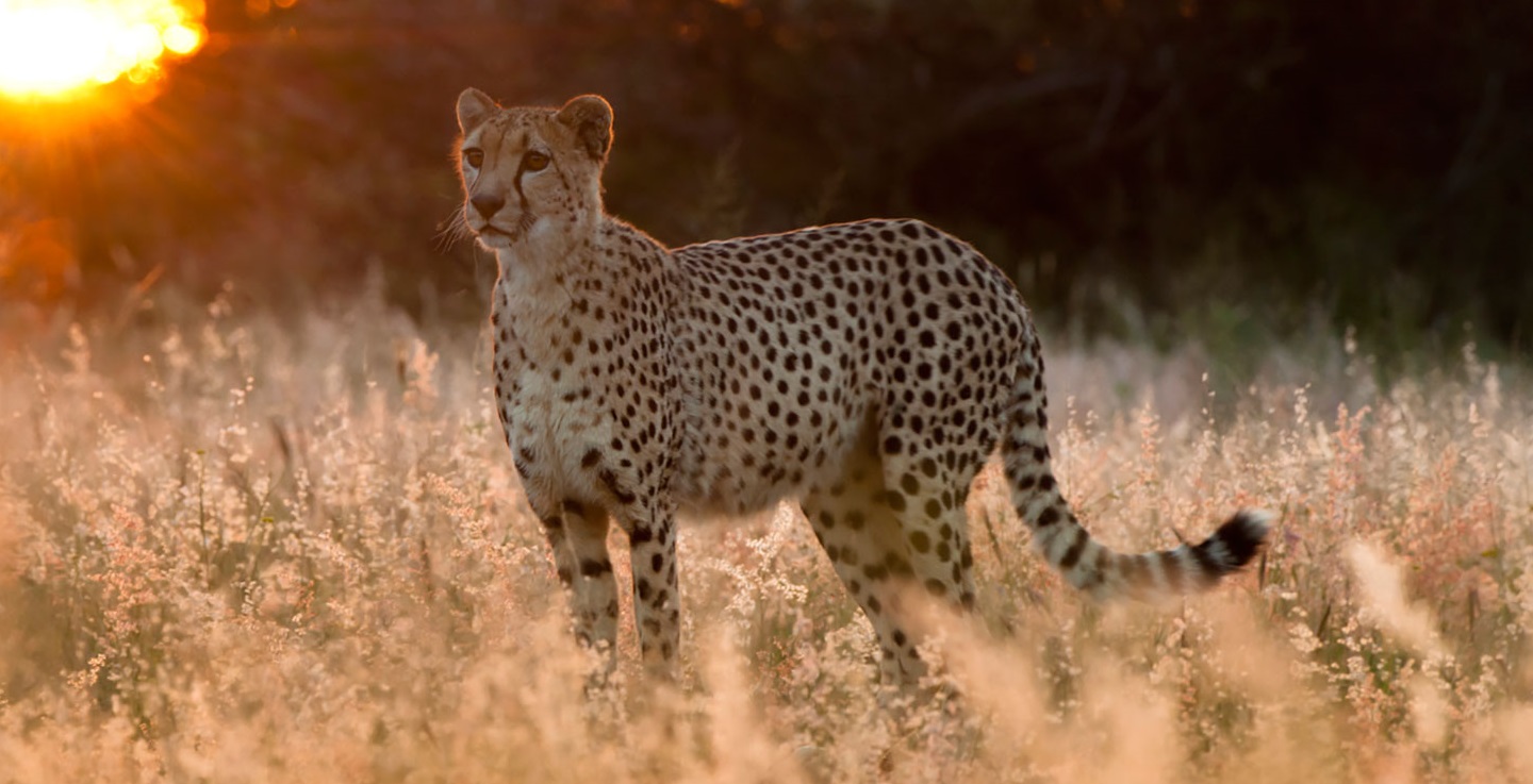 2 DAYS TANZANIA GROUP JOINING SAFARI