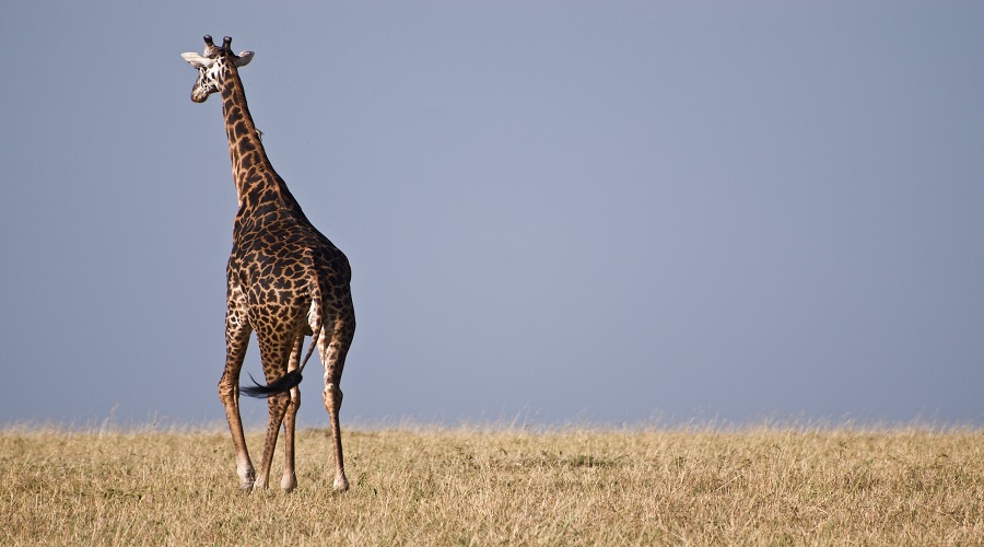 4 DAYS TANZANIA GROUP JOINING SAFARI
