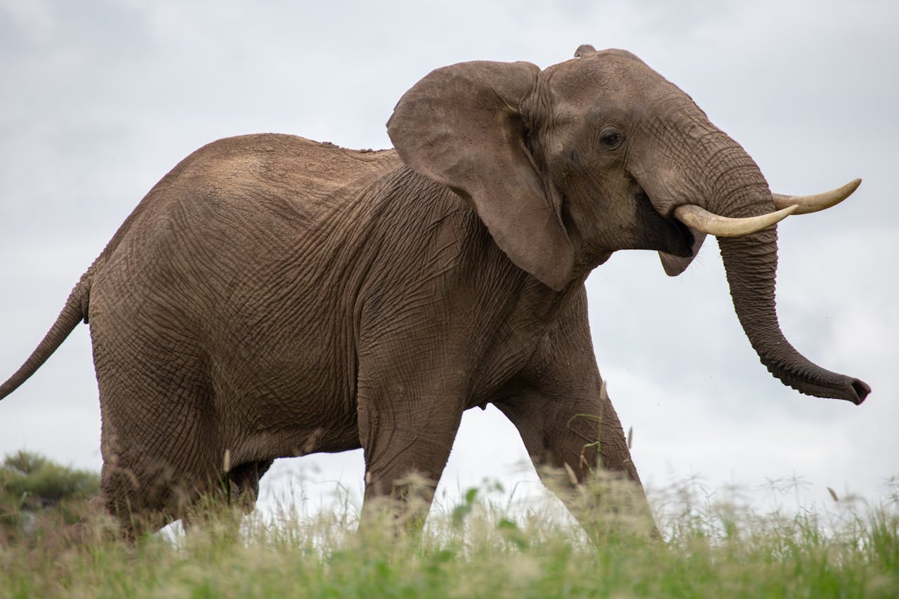6 DAYS TANZANIA GROUP JOINING SAFARI