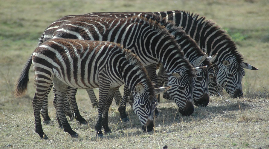 2 DAYS TANZANIA CAMPING SAFARI