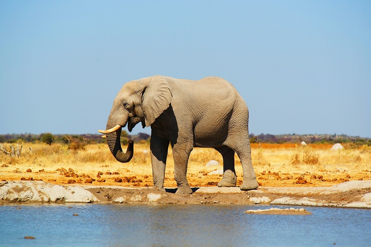 3 DAYS TANZANIA CAMPING SAFARI