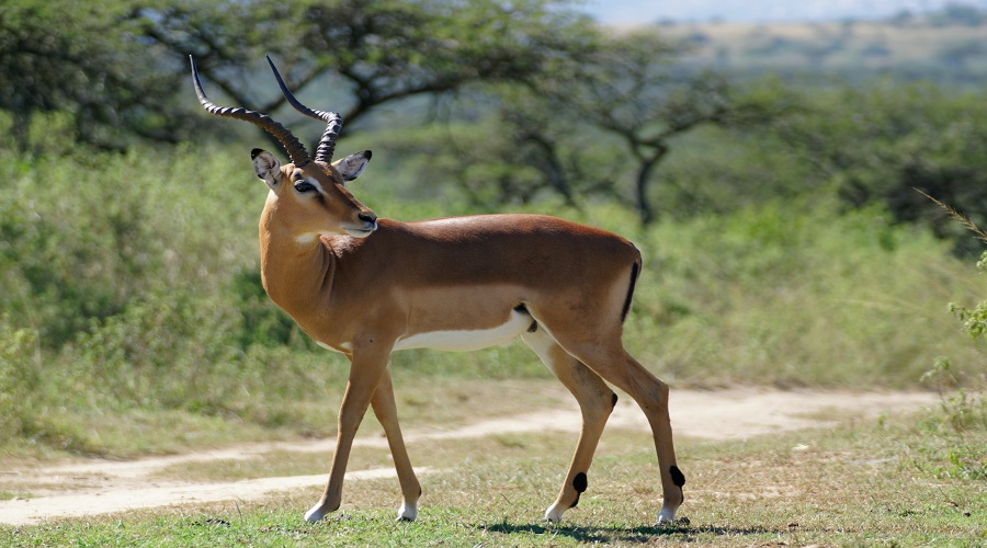 4 DAYS TANZANIA CAMPING SAFARI