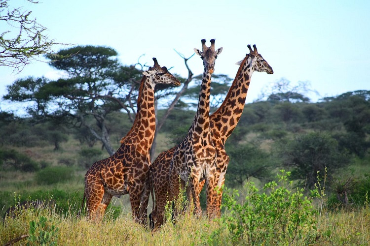 6 DAYS TANZANIA CAMPING SAFARI