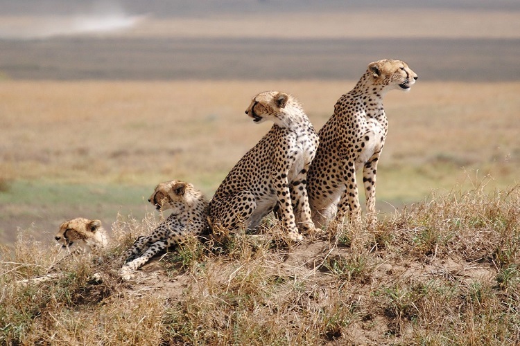 7 DAYS TANZANIA CAMPING SAFARI