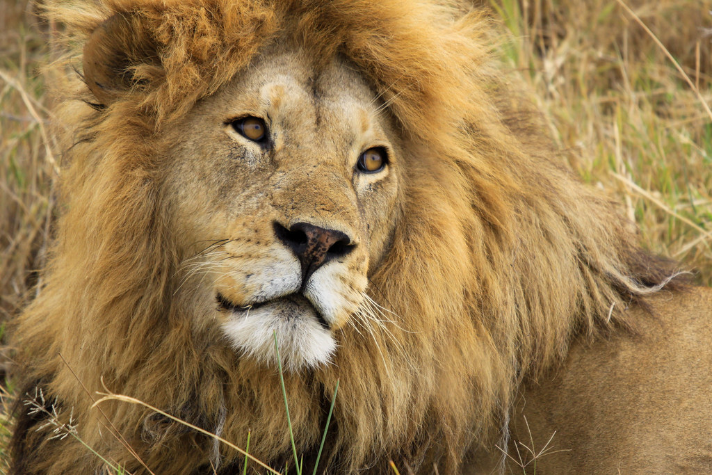 3 Days Tanzania Group Sharing Safari Tour