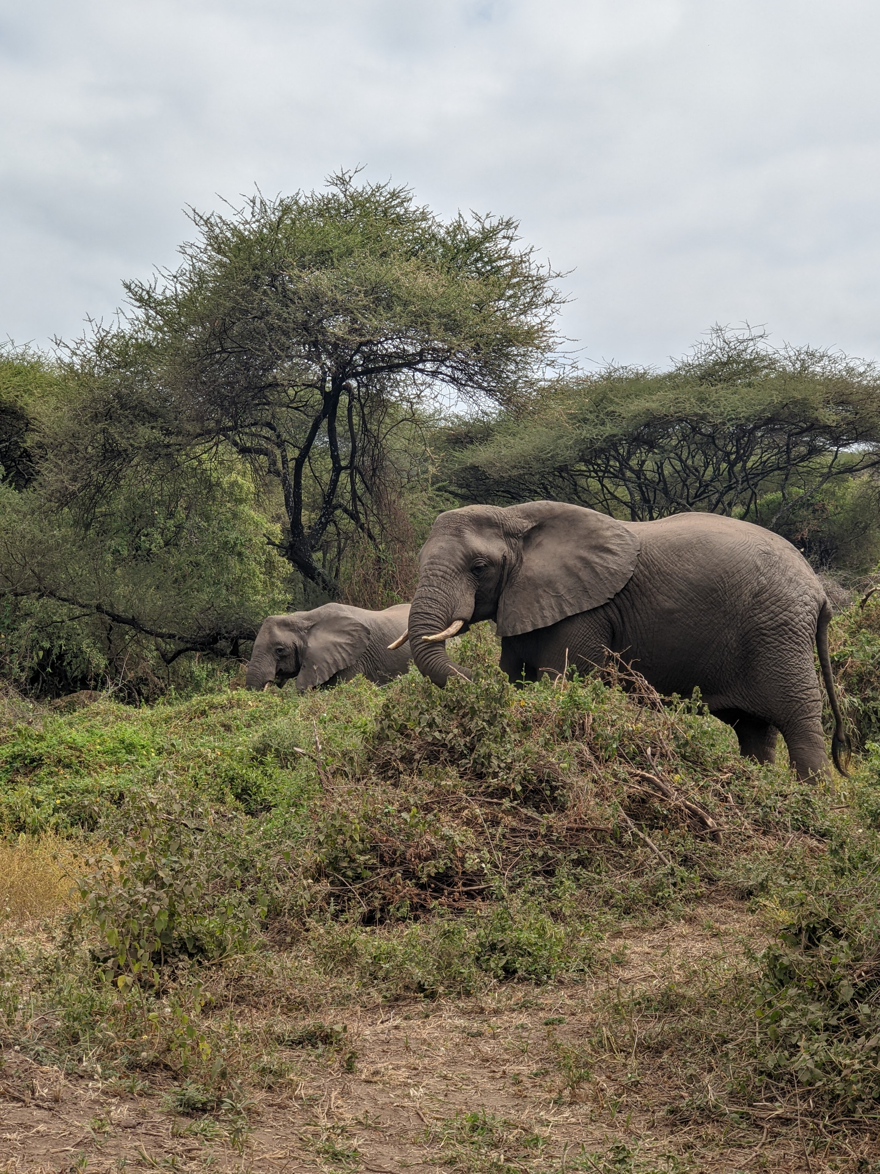 5 Days Tanzania Group Safari