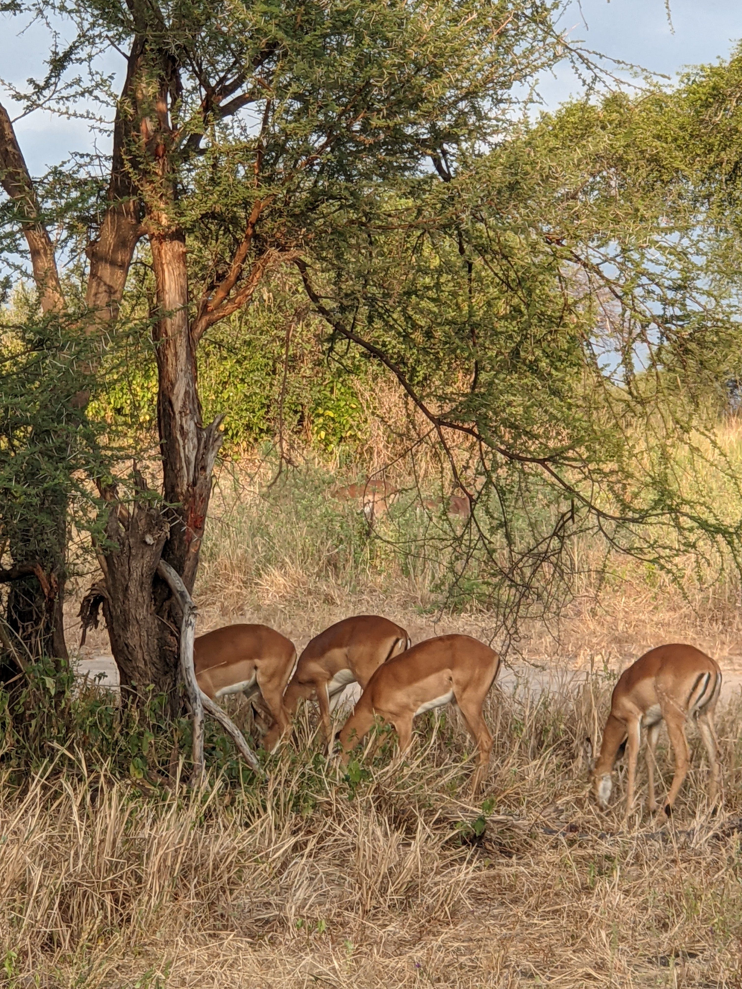 2 Days Tanzania Standard Lodge Safari