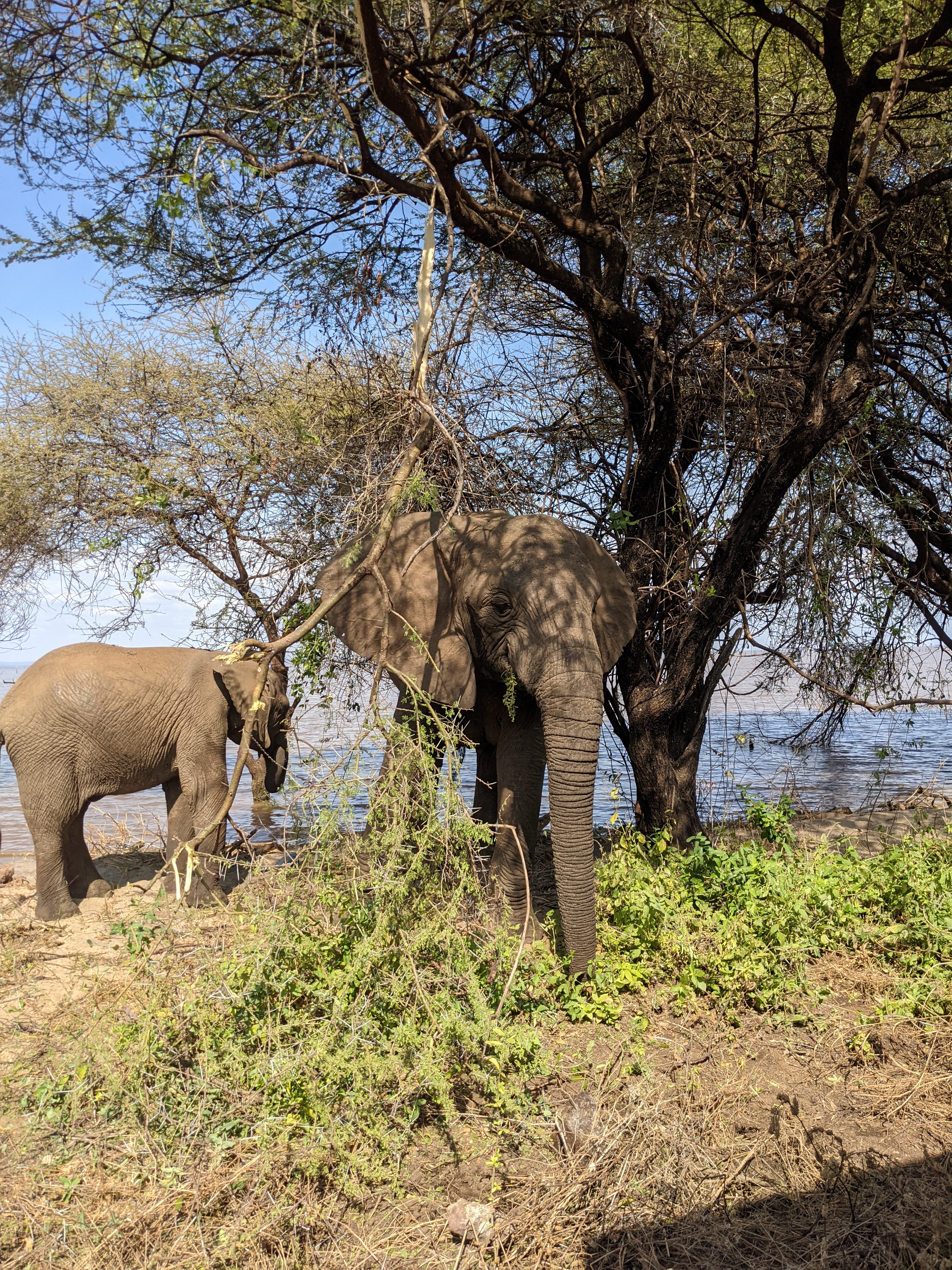 3 Days Tanzania Lodge Safari