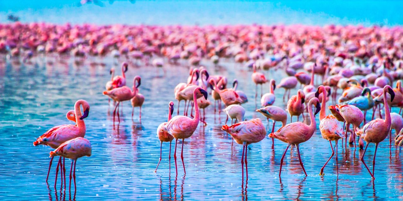 Lake Manyara Safari Day Trip