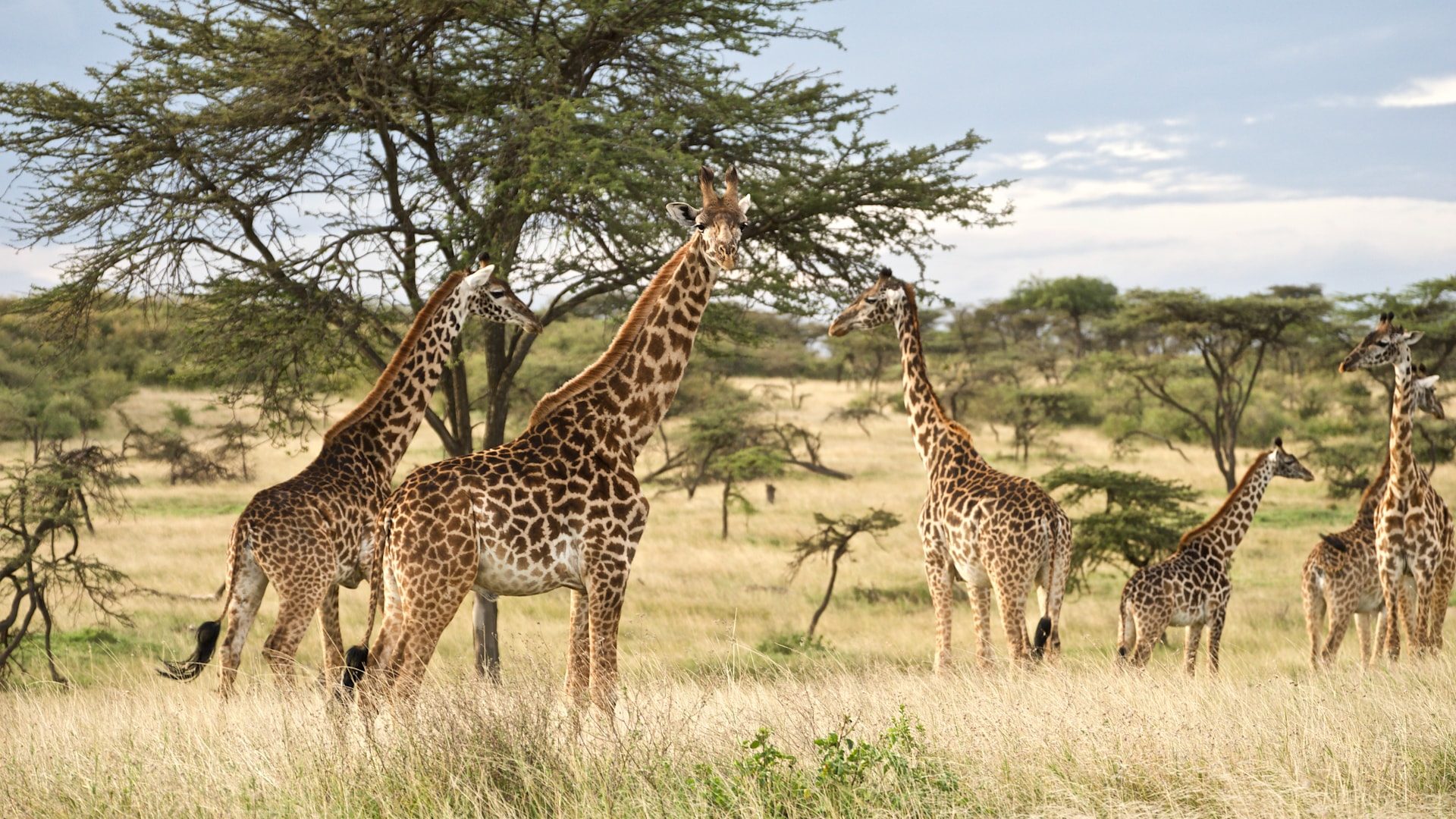 3-Day Tanzanian Mid-Range Safari Adventure.