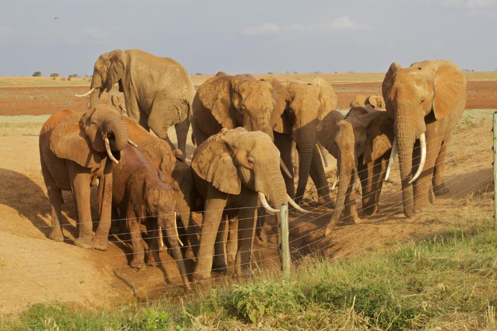 Safari from Mombasa Fly to Mara