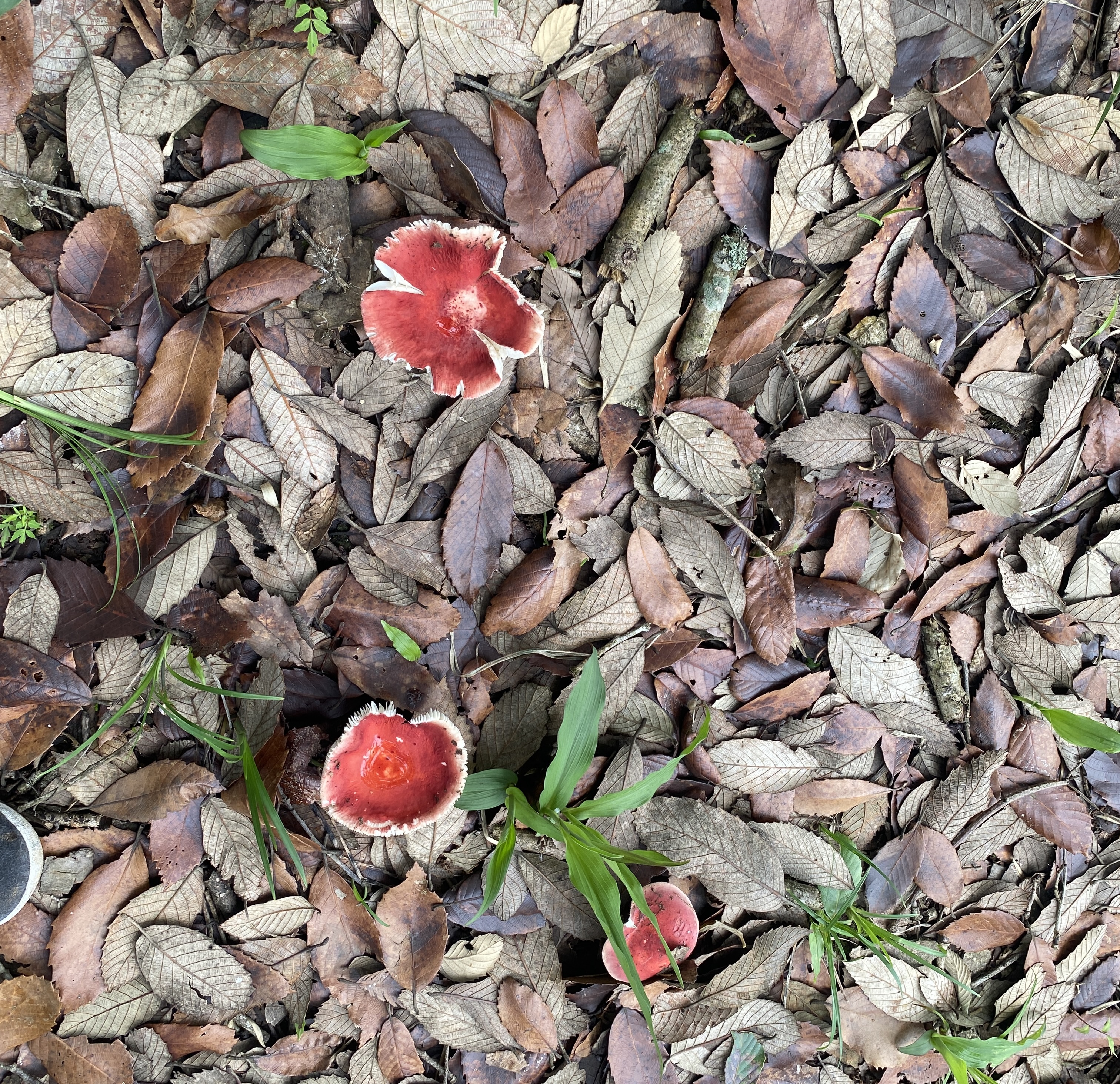 Medicinal Plants in Nepal Treks