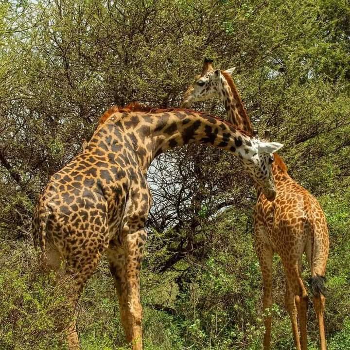 4 Days safari to Ruaha national park