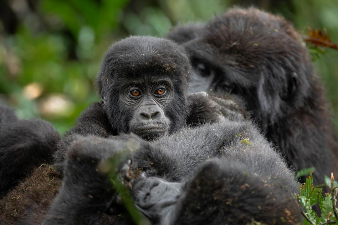 10 Days Uganda Primates, Big Five Safari