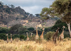 5-Day Explore Tanzania wildlife safari