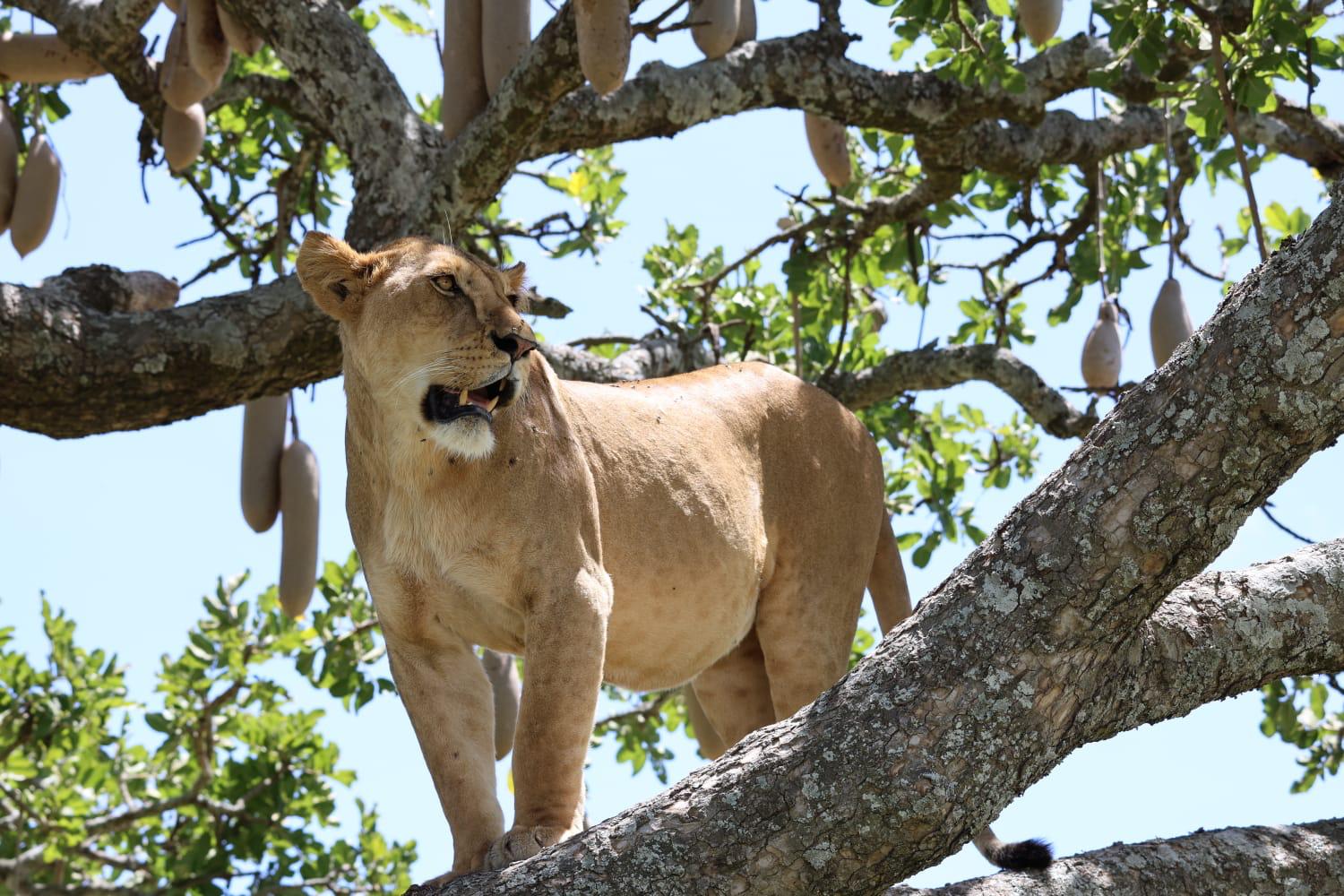 5-Day Ndutu Calving Season