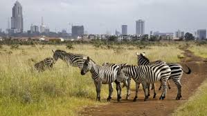 Wildlife Tours