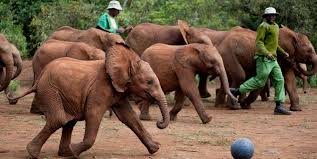 Safari Tours/ Nairobi Day Tour
