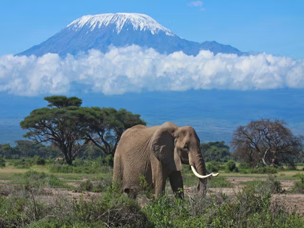 Wildlife  Tour - Amboseli National Park