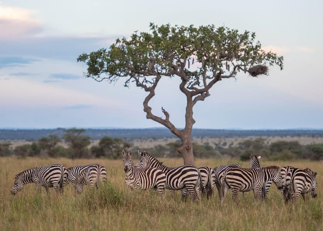 2 Days Tarangire & Ngorongoro Crater Safari