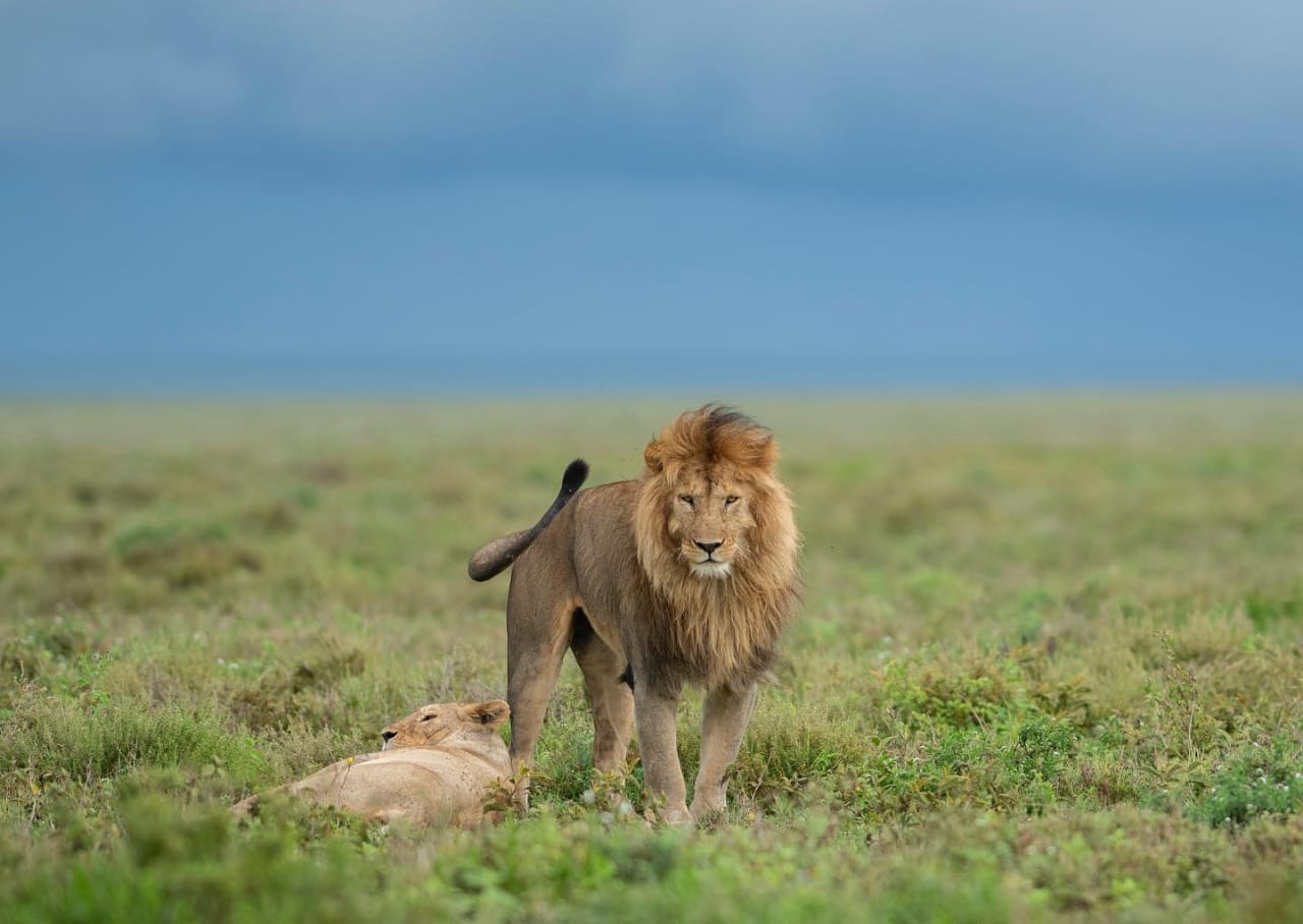 2 Days Lake Manyara & Tarangire Safari