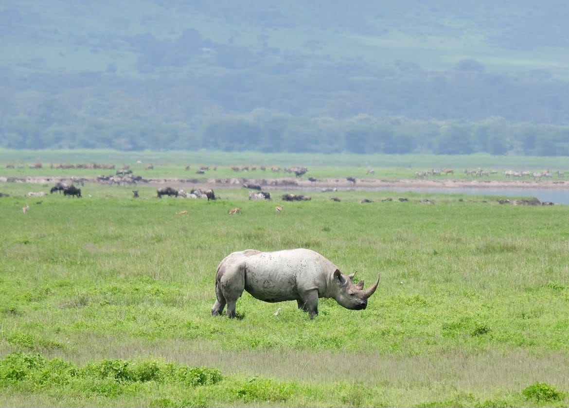 Arusha National Park & Ngorongoro Crater Safari