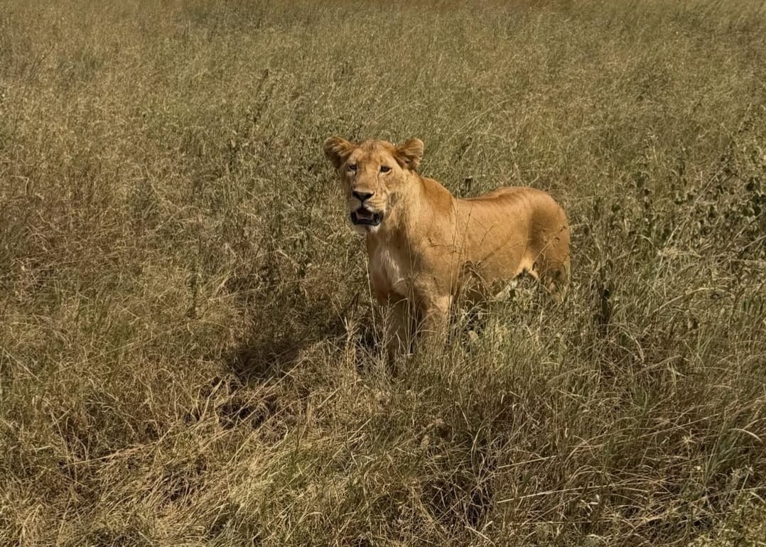 2 Days Ngorongoro Crater Safari