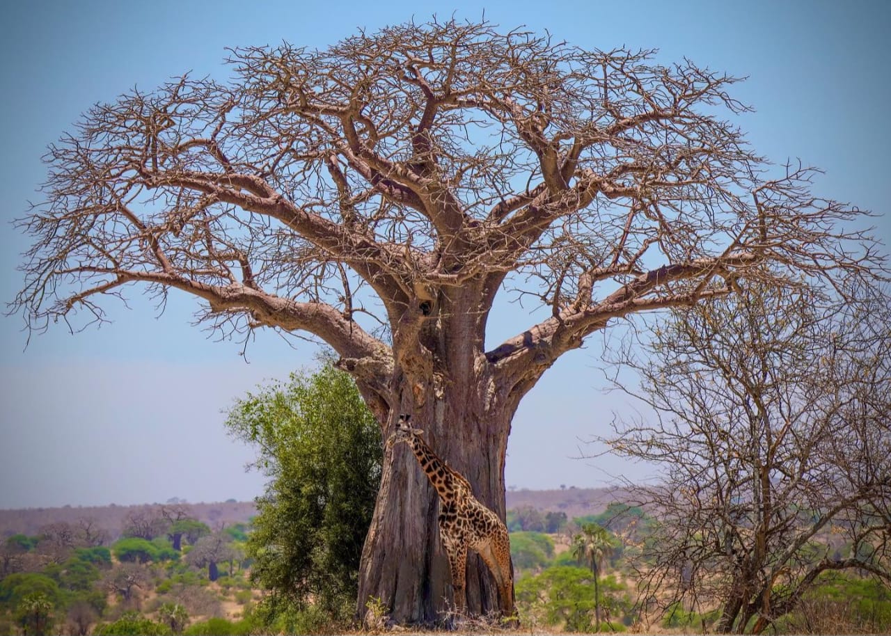 Ngorongoro Crater & Tarangire National Park Safari