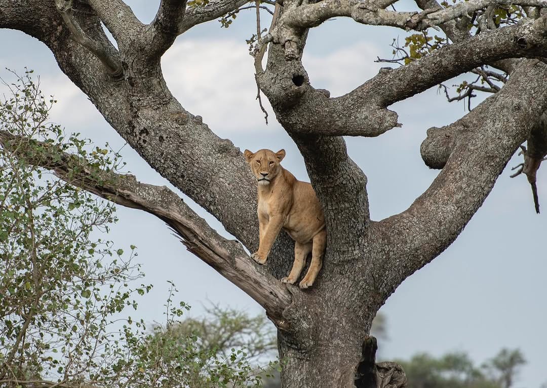 3 Days Serengeti National Park Safari