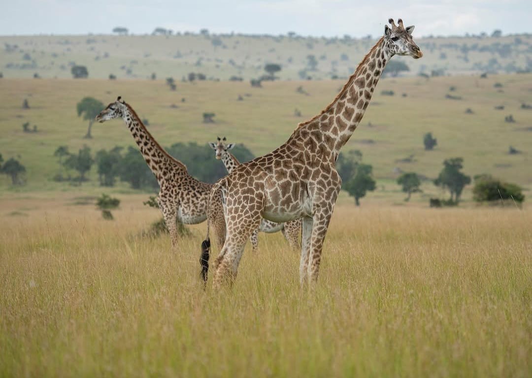Ngorongoro Crater, Lake Manyara & Tarangire Safari