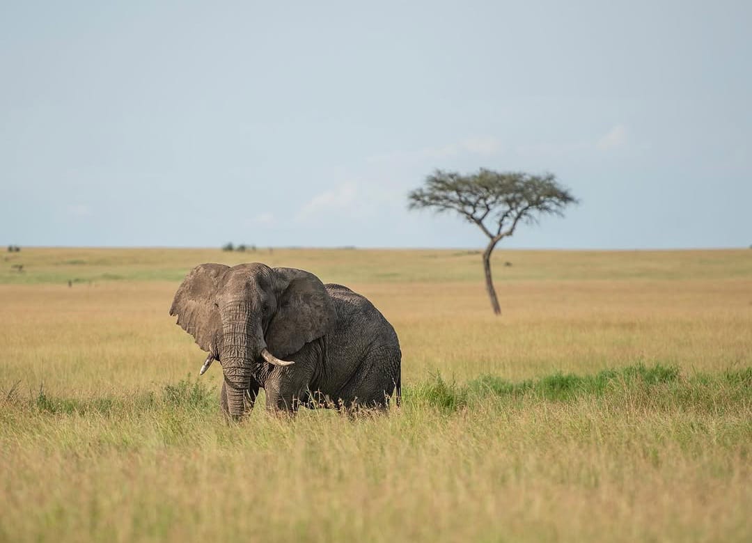 Arusha N.P, Lake Manyara & Tarangire Safari