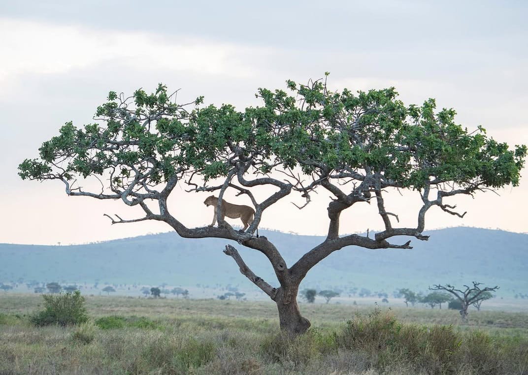 4 Days Serengeti & Ngorongoro Crater Safari