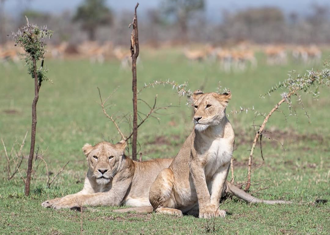 Tarangire, Serengeti & Ngorongoro Crater Safari