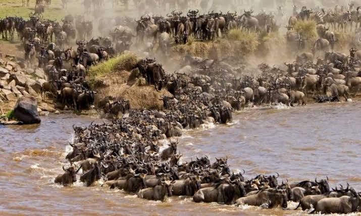 The Great Wildebeest Migration