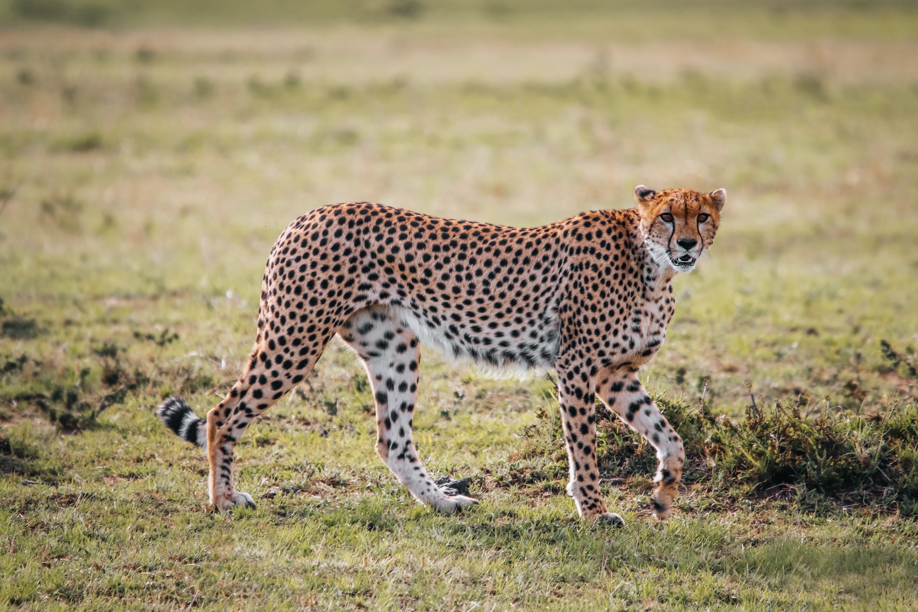 1 Day Tanzania Sharing Safari Tour Package