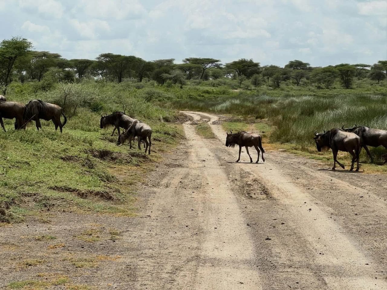 3-Day Great Migration Safari