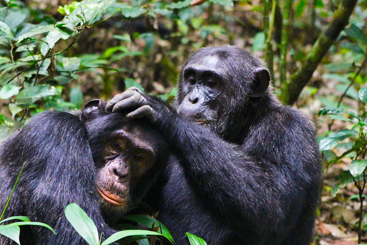 Chimpanzee & Wildlife Safari Uganda