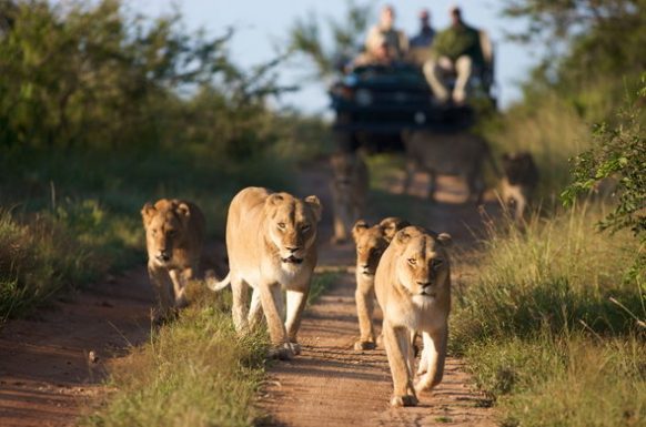 Queen Elizabeth Wildlife Escape