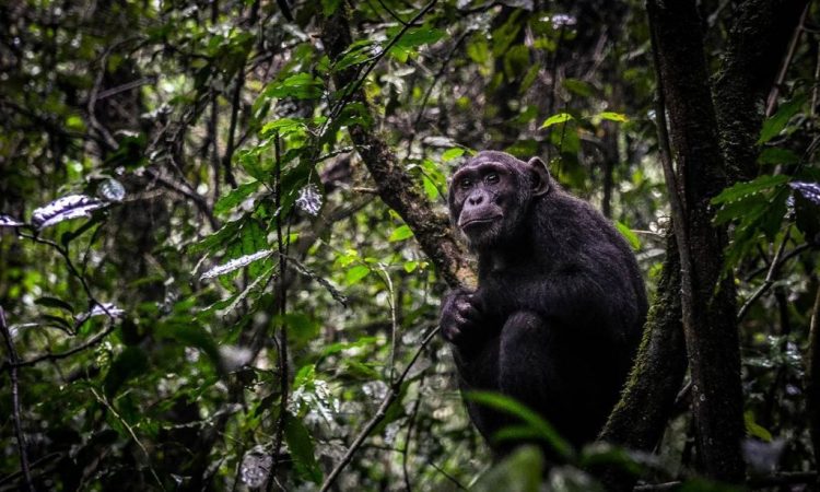 Uganda Primates & Wildlife Safari