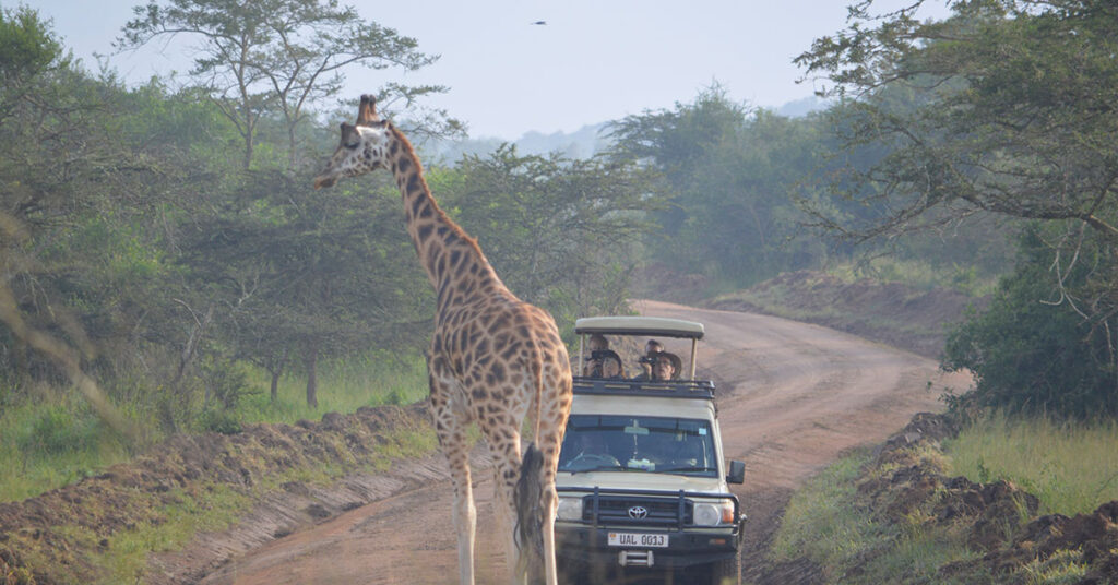 Uganda Gorilla & Wildlife Safari
