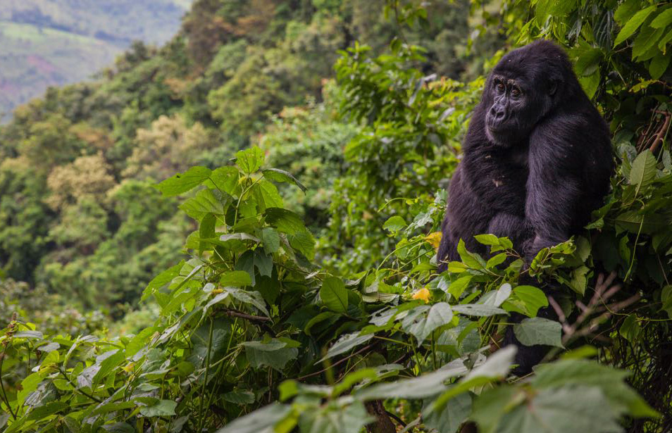 Classic Uganda Primates & Wildlife Safari